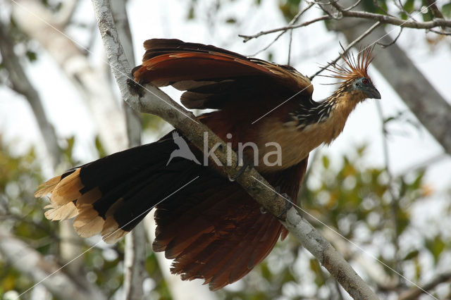 Hoatzin (Opisthocomus hoazin)