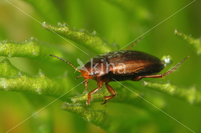 Hydroporus angustatus