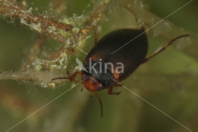 Hydroporus erythrocephalus