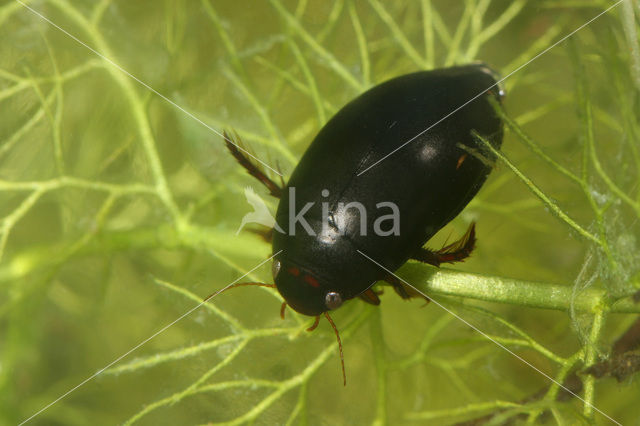 Ilybius quadriguttatus