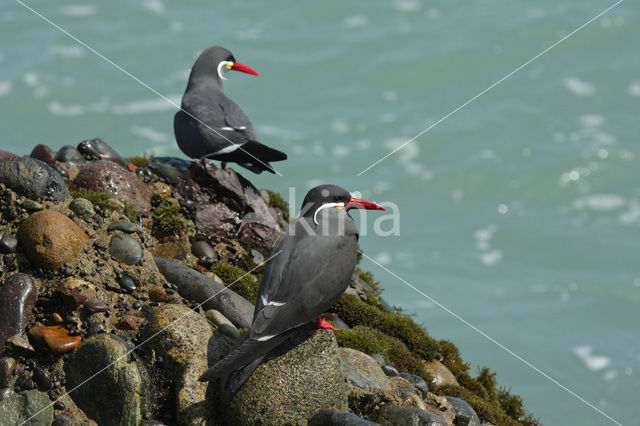 Inca Tern (Larosterna inca)