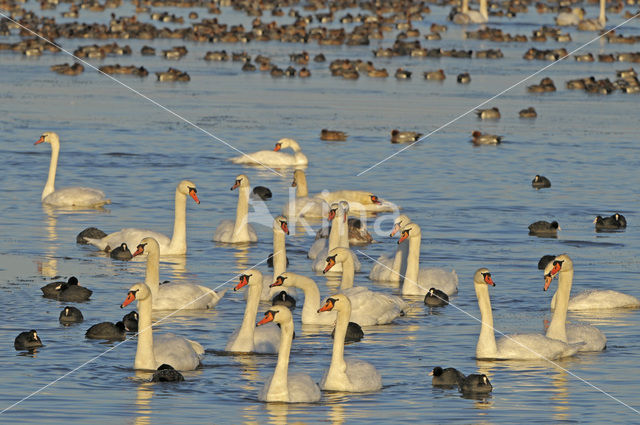 Knobbelzwaan (Cygnus olor)