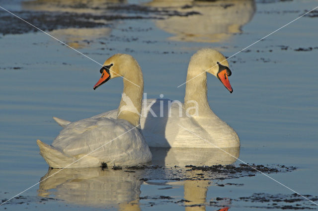 Knobbelzwaan (Cygnus olor)