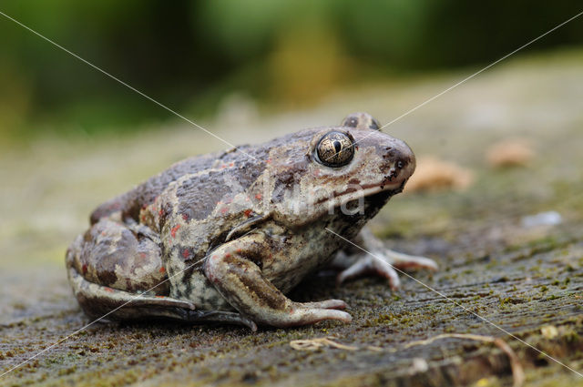 Knoflookpad (Pelobates fuscus)