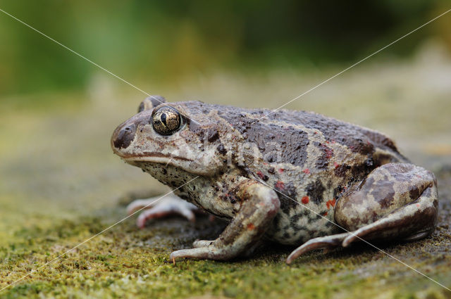 Knoflookpad (Pelobates fuscus)