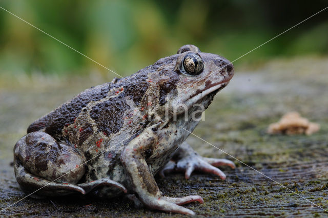 Knoflookpad (Pelobates fuscus)