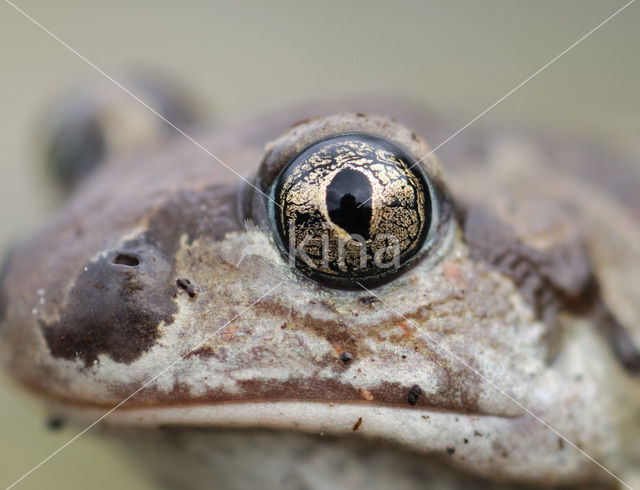 Knoflookpad (Pelobates fuscus)