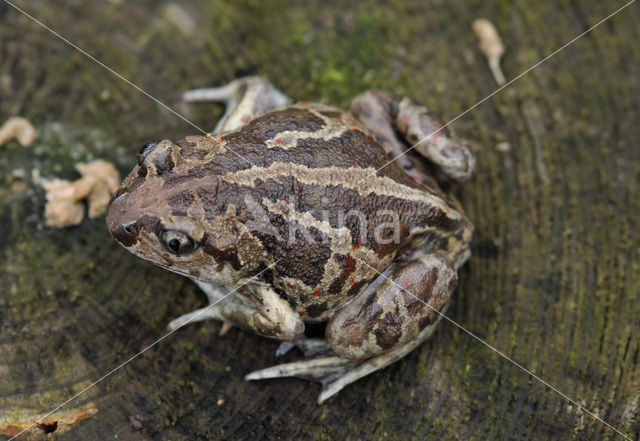 Knoflookpad (Pelobates fuscus)