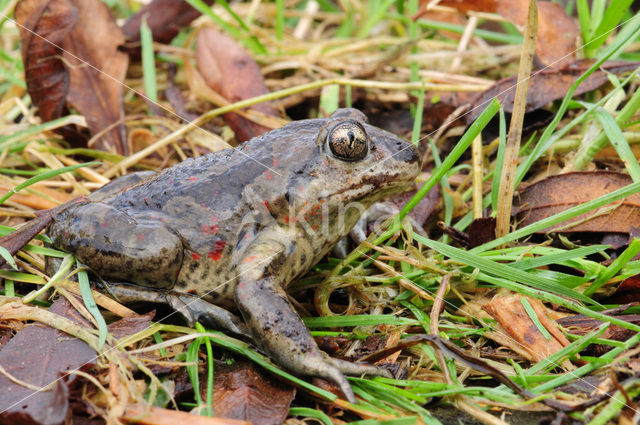 Knoflookpad (Pelobates fuscus)