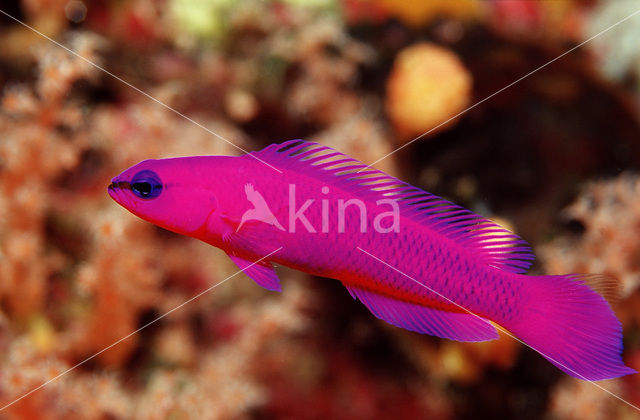 Koning Salomo Dwergbaars (Pseudochromis fridmani)