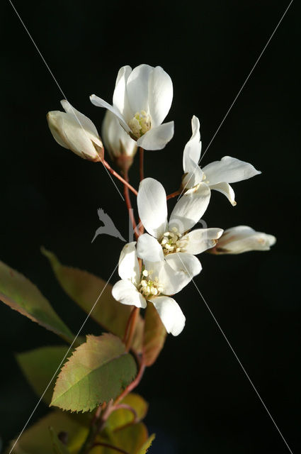 Krentenboompje (Amelanchier spec.)