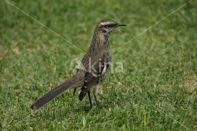 Langstaartspotlijster (Mimus longicaudatus)