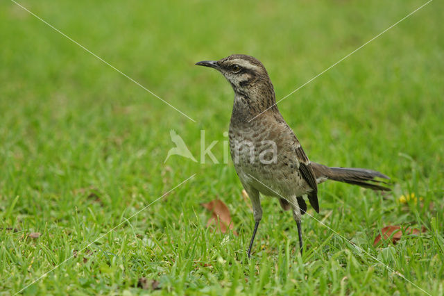 Langstaartspotlijster (Mimus longicaudatus)