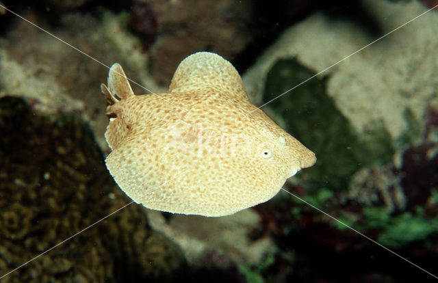 Luipaardsidderrog (Torpedo panthera)