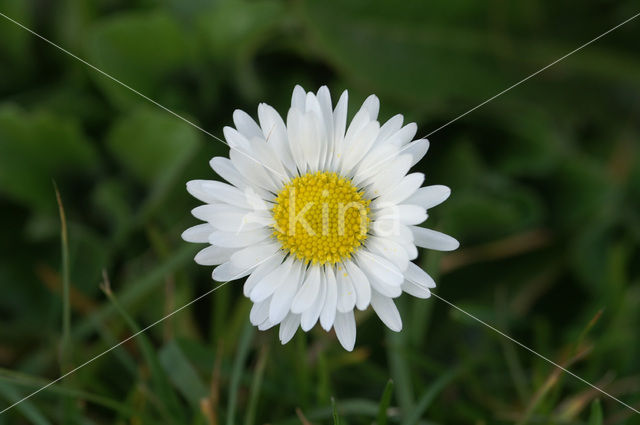 Madeliefje (Bellis perennis)