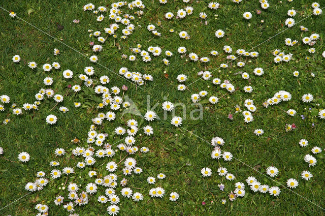 Madeliefje (Bellis perennis)