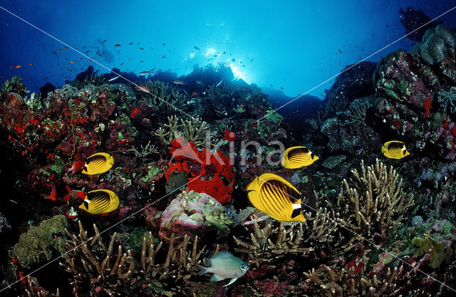 Masker koraalvlinder (Chaetodon fasciatus)