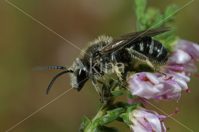 Matte bandgroefbij (Lasioglossum leucozonium)