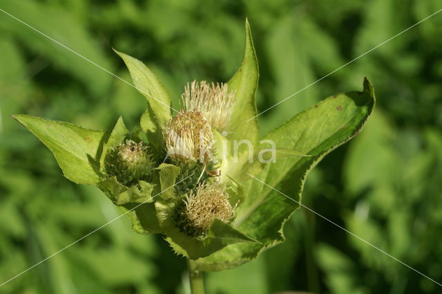 Moesdistel (Cirsium oleraceum)