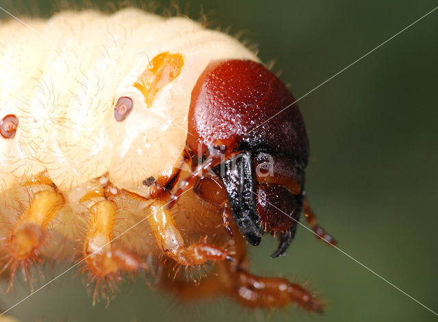 Neushoornkever (Oryctes nasicornis)