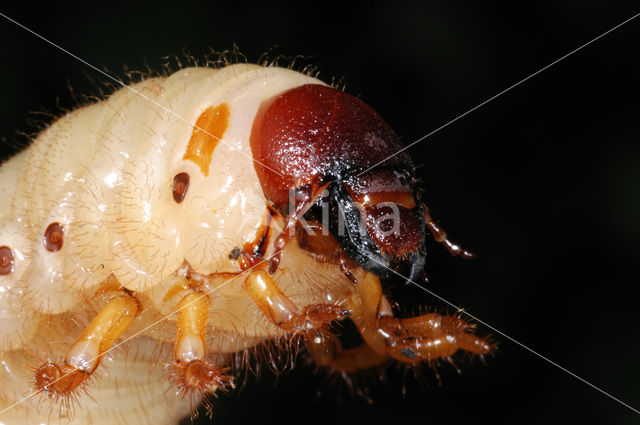 Neushoornkever (Oryctes nasicornis)