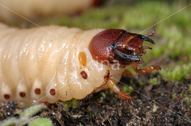 Neushoornkever (Oryctes nasicornis)