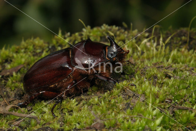 Neushoornkever (Oryctes nasicornis)