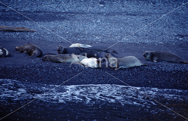 Noordelijke zeeolifant (Mirounga angustirostris)