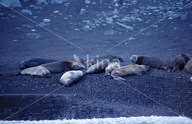 Noordelijke zeeolifant (Mirounga angustirostris)