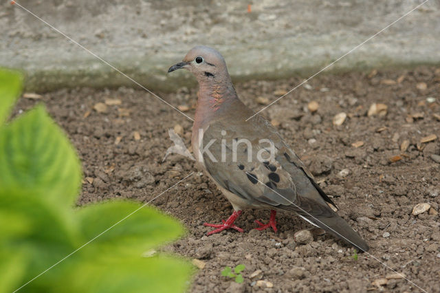 Oorvlekduifje (Zenaida auriculata)