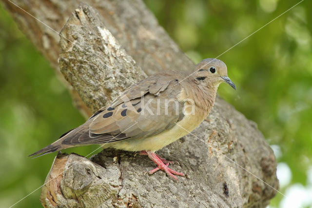 Oorvlekduifje (Zenaida auriculata)