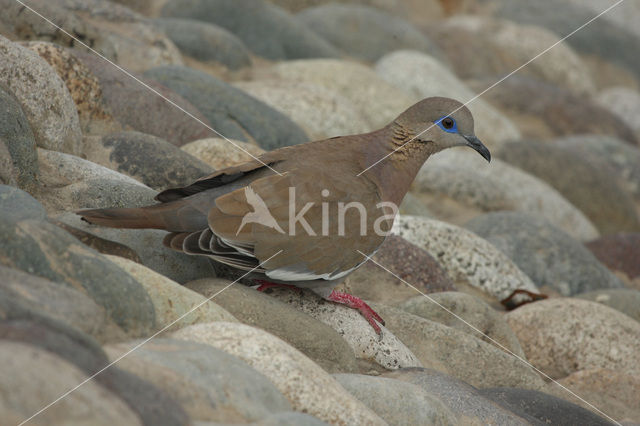 Pacifische treurduif (Zenaida meloda)