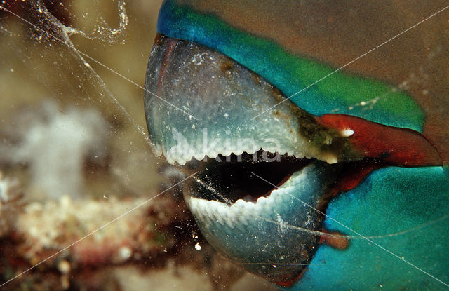 Greentroat parrotfish (Scarus prasiognathos)