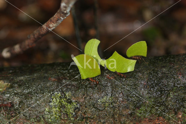 Leaf-cutter ant (Atta sexdens)