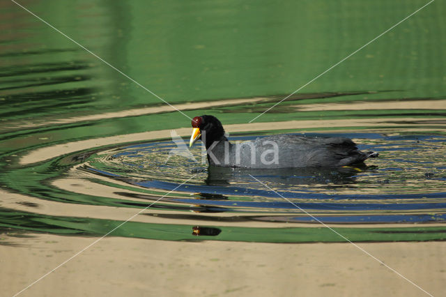 Punakoet (Fulica ardesiaca)