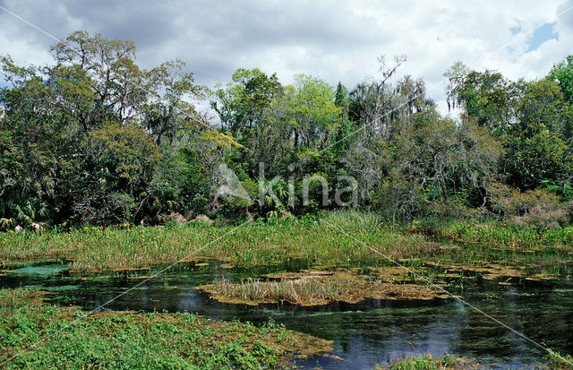 Rainbow Springs State Park