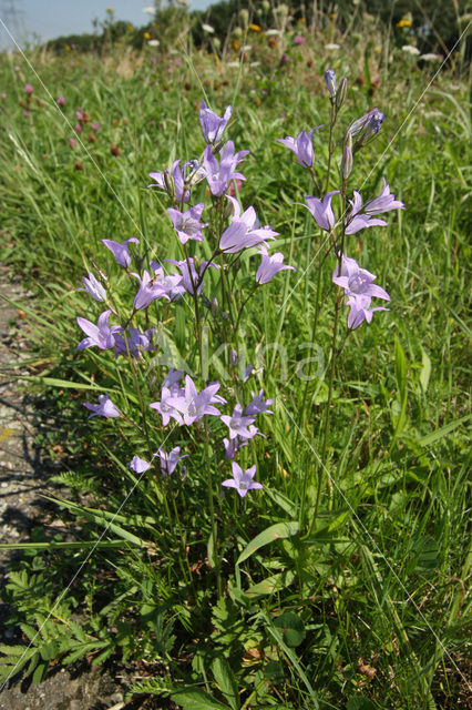 Rapunzelklokje (Campanula rapunculus)