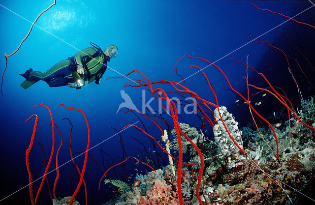 Red sea whip