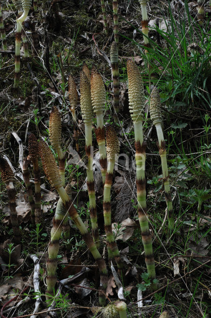 Reuzenpaardenstaart (Equisetum telmateia)