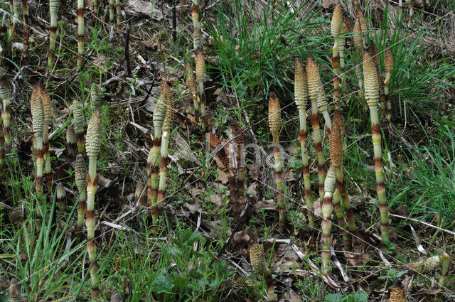 Reuzenpaardenstaart (Equisetum telmateia)