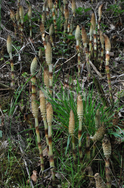 Reuzenpaardenstaart (Equisetum telmateia)