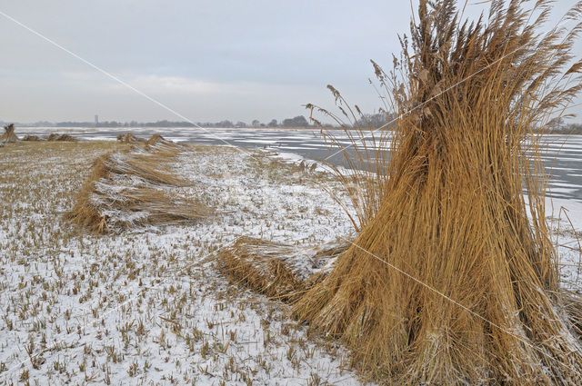 Riet (Phragmites australis)