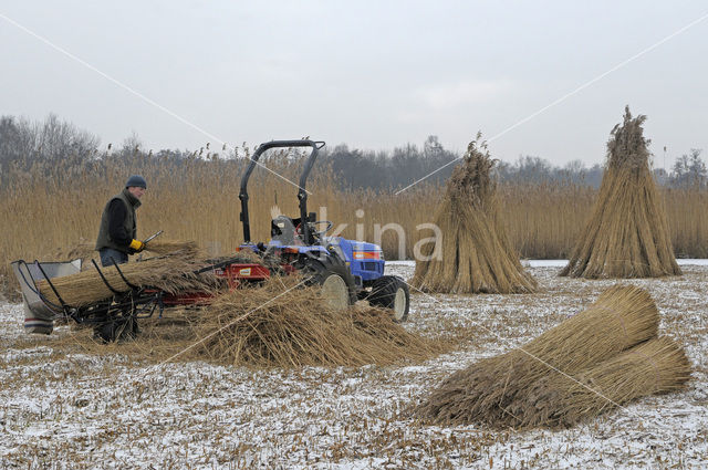 Riet (Phragmites australis)