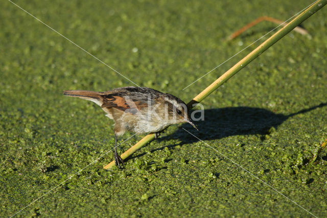 Rietzangerstekelstaart (Phleocryptes melanops)