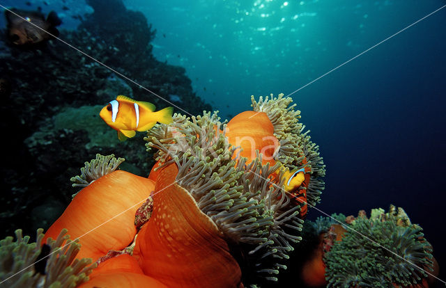 Rode zee anemoonvis (Amphiprion bicinctus)