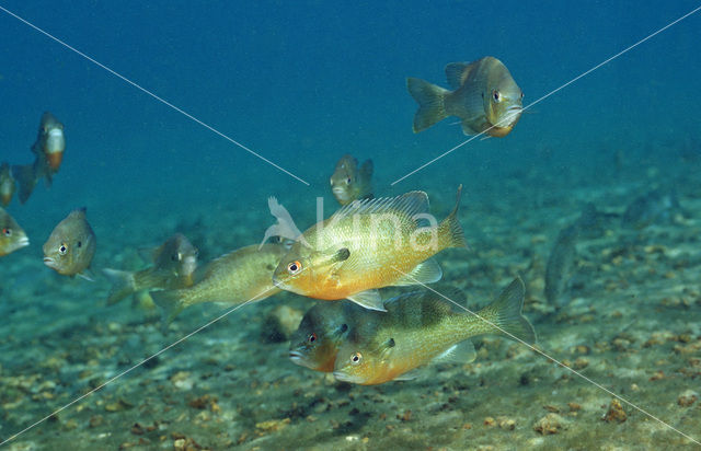 Roodborstzonnebaars (Lepomis auritus)