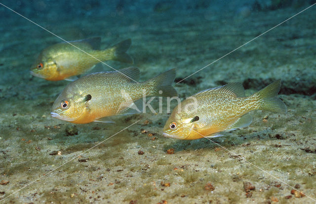 Roodborstzonnebaars (Lepomis auritus)