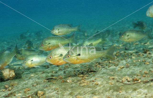 Roodborstzonnebaars (Lepomis auritus)