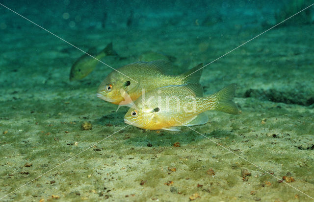 Roodborstzonnebaars (Lepomis auritus)