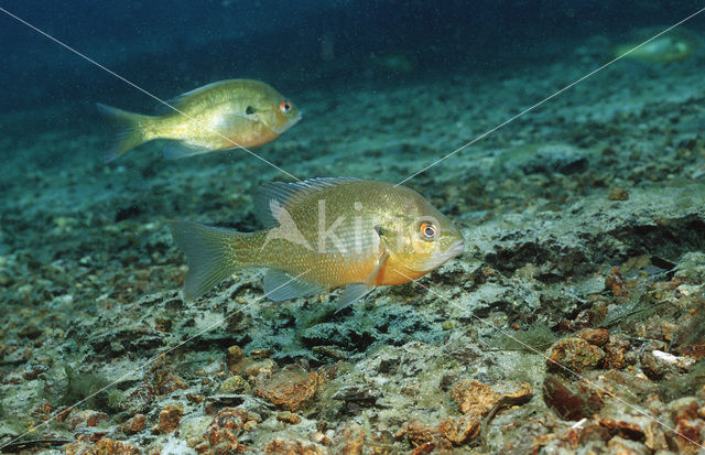 Roodborstzonnebaars (Lepomis auritus)